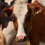 Zašto se krave znoje ujutro