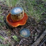 Zašto leptiri i slične gljive plave na rezu pri čišćenju: razlozi