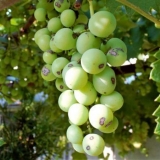 Zašto grožđe crni i suši se na grožđu