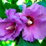 Zašto hibiskus ne cveta?