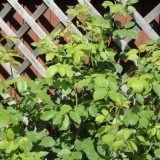 Zašto ruža ne cveta?