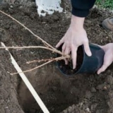 Zašto crna i crvena ribizla ne rađaju, na grmlju nema bobica - 5 razloga i šta učiniti