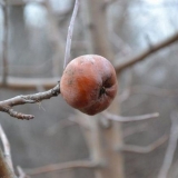 Zašto drvo jabuke ne daje plod