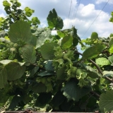 Zašto ljeska ne rodi u bašti