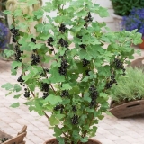 Zašto crna ribizla ne daje plod