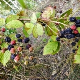 Zašto baštenske kupine ne pevaju u septembru