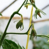 Zašto cvijeće pada s paradajza u stakleniku