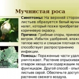 Kako se nositi sa pepelnicom na krastavcima - obrada u periodu plodonošenja