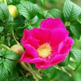 Zašto se ruža pretvara u divlju ružu i šta učiniti?