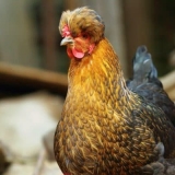 Zašto je ruska kukmasta kokoš jedna od najpopularnijih rasa na svij...