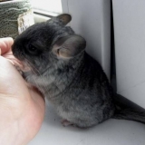 Zašto činčila ujeda