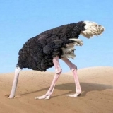 Zašto noj skriva glavu u pijesku