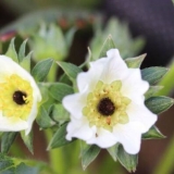 Zašto jagode pocrne cvijeće