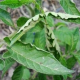 Zašto sadnice paradajza uvijaju listove + fotografija