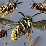 Zašto ima toliko osa ove godine?