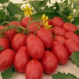 Zašto sadnice paradajza venu i opadaju