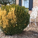 Zašto šimšir žuti