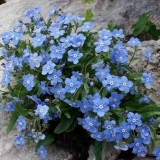 Prizemno pokrivalo višegodišnje cvijeće