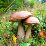 Vrganj (breza): fotografija i opis