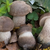 Oštri vrganj (oštri vrganj): gdje raste, kako izgleda