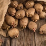 Priprema krompira za sadnju