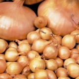 Priprema luka prije sadnje