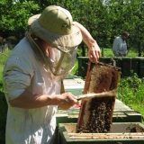 Priprema pčela za zimovanje