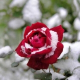 Priprema ruža za zimu u centralnoj rusiji