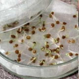 Priprema sjemena paradajza prije sadnje