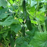 Gnojidba krastavaca kvascem u stakleniku