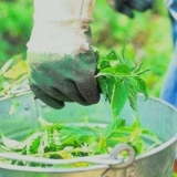 Prihrana od infuzije koprive za biljke: pravila upotrebe