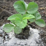 Hranjenje jagoda bornom kiselinom, pilećim gnojem