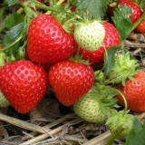 Đubrenje jagoda kvascem