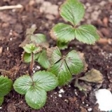 Đubrenje jagoda u proleće