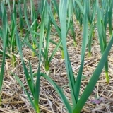 Hranjenje luka i belog luka