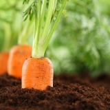 Đubrenje šargarepe u proleće