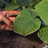 Prihranjivanje krastavaca kalijumom