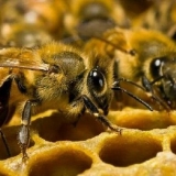 Prihranjivanje pčela u avgustu sirupom