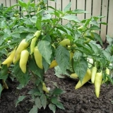 Prihranjivanje paprike nakon sadnje u stakleniku i zemljištu