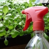 Hranjenje sadnica petunije