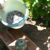 Hranjenje sadnica paradajza i paprike narodnim lijekovima