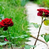 Prihranjivanje ruža ureom (karbamidom) u proljeće