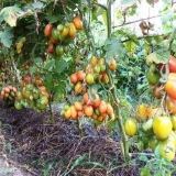 Đubrenje paradajza kvascem u stakleniku