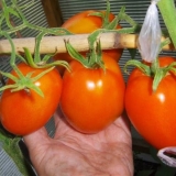 Prihrana paradajza: recepti, koja gnojiva i kada koristiti