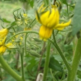 Prihrana paradajza tokom cvetanja