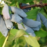 Prihrana orlovih noktiju u proljeće: gnojiva za povećanje prinosa