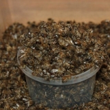 Podmore pčela: tinktura na alkoholu i votki, primjena