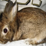 Pododermatitis kod kunića - liječenje