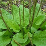 Biljka trputca: opis, svojstva i upotreba