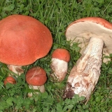 Aspen pečurke: video branje gljiva, gdje i kada brati